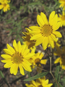 Heliomeris multiflora